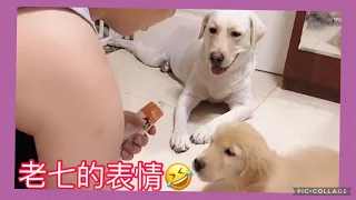 老七看金毛受訓👍🤣🤣Labrador seven ♥️💗拉布拉多#黃金獵犬#金毛