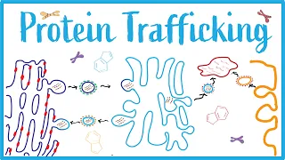 Protein Trafficking, I-Cell Disease, Clathrin, Vesicular Transport & Protein Modifications