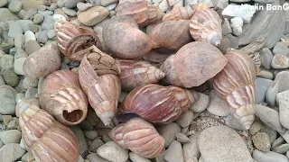 tangkap kelomang besar, mencari kelomang di pantai, hermit crab, Umang besar, Umang-Umang Besar