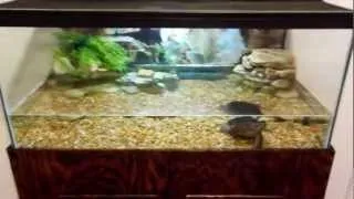 Snapping turtle tank setup