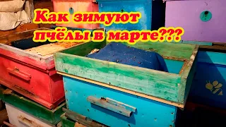 КАК ЗИМУЮТ ПЧЁЛЫ В МАРТЕ НА ВОЛЕ И В ОМШАННИКЕ, ТЕМПЕРАТУРА В КЛУБЕ ПЧЁЛ.