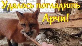 Алиса лиса. Продолжение обучения Арчи, удалось погладить.