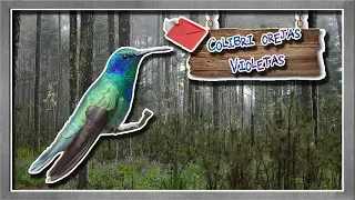 colibrí oreja violeta: La pequeña ave de las flores - documental de animales salvajes