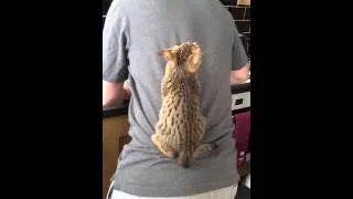 Cats Climb on Owner's Back