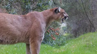 The Powerful Puma Screams!