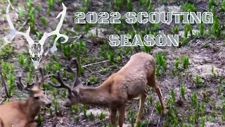 2022 SCOUTING SEASON | for the Utah Archery Hunt