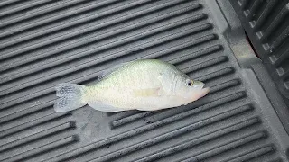 An unexpected PB Crappie! 10 May 2024