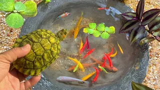 Capture and observe animals color betta fish, koi, radtang, molly, tetra, oranda, spadefish, angel