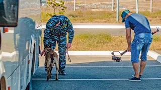 Работа собак по поиску ВВ для обеспечения безопасности объектов железной дороги
