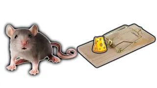 Как сделать ловушку для мышей или как поймать мышу