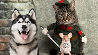 😍Have a Good time with Lazy Cats and Smart Dogs😽🐶Fantastic Animals Where to Find 11th🤣😂Magic ZOO🦄