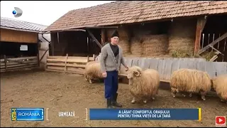 Asta-i Romania (03.03.2024) - Ciobania, afacere de succes!