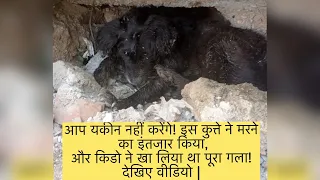 Dog’s whole neck was eaten by maggots | Healing Saathi | Dog Rescue Dehradun