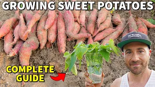 The Best Guide To GROWING SWEET POTATOES On The Internet!