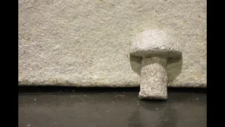 Mycelium As an Alternative to Styrofoam