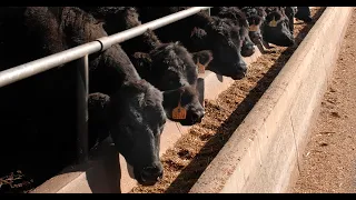Basics of Feeding the Livestock in Feedlot Fattening