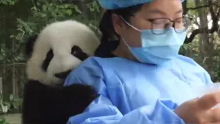 A baby panda (MengLan) wants a kiss from nanny Mei💕