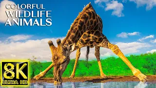 8K Colorful Wildlife Animals Collection in 8K ULTRA HD - NATURE SOUNDS and RELAXING MUSIC FOR 8K TV