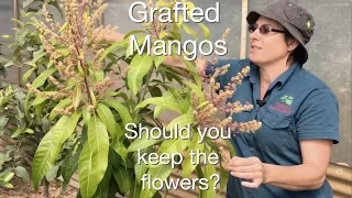 Grafted Mango Fruit Tree Advice: Should I cut off the flowers in Spring?