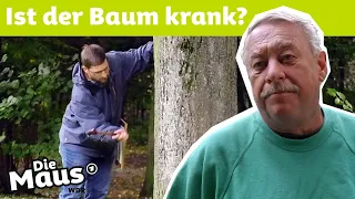 Wann muss ein Baum gefällt werden? | DieMaus | WDR