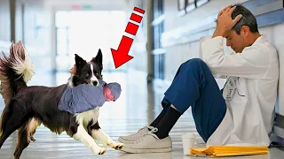 The dog suddenly ran into the hospital. The doctor cried when he realized the reason!