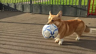 Белка напала на спортсмена #бег #training #animals #животные