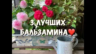 3 НЕВЕРОЯТНО КРАСИВЫХ БАЛЬЗАМИНА❤️❤️❤️