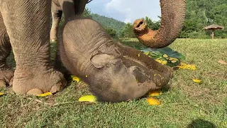 Let's have fun with little elephant -Pyi Mai-- EleFlix