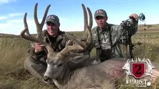 Two Giant Typical Velvet Mulies