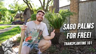 Get Sago Palms For Free! Transplanting, Care Tips, and Propagation! How To & Tutorial Cycas revoluta