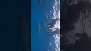 shark diving in Jupiter Florida August 2020(2)
