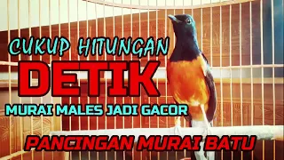 CUKUP HITUNGAN DETIK, MURAI MALES JADI GACOR MENDENGAR PANCINGAN INI❗❗