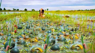 Natural Life In Countryside ! A Fisherman Finding & Catch too Many Snails Crabs When Flood in Field