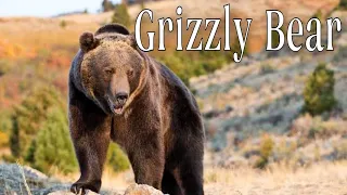 Grizzly Bears: Facts About the Amazing Grizzly Bear. Animals / Facts