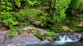 Beautiful small waterfall in the middle of the green forest, natural sounds, babbling stream, ASMR