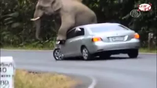 Elephant destroys cars on safari. Bye Bye car