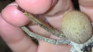 Golden Huntsman Spider Builds Webs on Human Hand