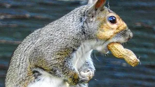 Ultimate 8 Hour Video Of Squirrels Fun For Your Dogs and Cats - May 6, 2019