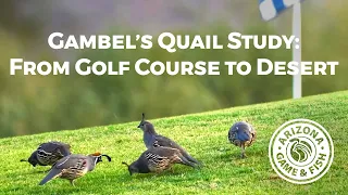 Gambel’s Quail Study: From Golf Course to Desert