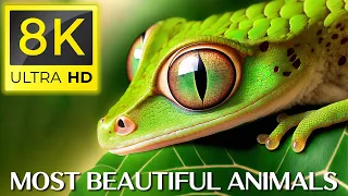 Животные 8K - Топ 50 • Самые красивые животные 8K Ultra HD