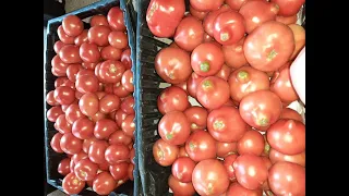 Чем опылять томаты в теплице? АС против АС - тип38