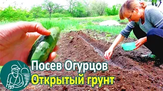 🥒 Посадка огурцов семенами в открытый грунт 🌱 Выращивание огурцов по технологии Гордеевых