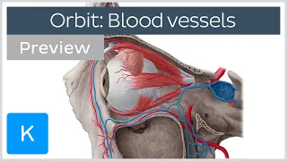 Overview of blood vessels of the orbit (preview) - Human Anatomy | Kenhub