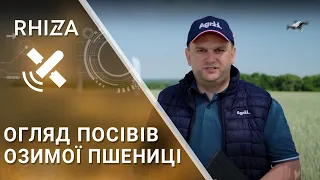 ПІТ: огляд посівів пшениці озимої