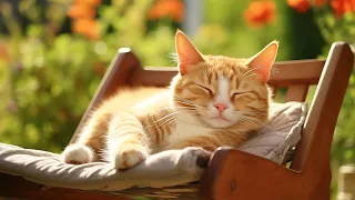 Music for Nervous Cats - Soothing Sleep Music, Deep Relaxation Music For Your Pet