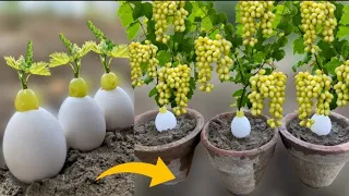 How To Grow Grapes From Grape fruit in Eggs Using Aloe Vera | How To Plant Grapes | Growing Grapes