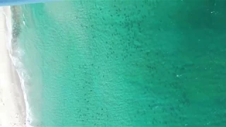 Aerial footage of this year's blacktip shark migration off the coast of Florida.