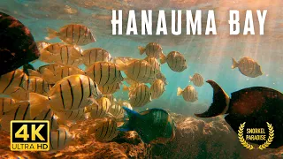 【4K】Hanauma Bay — SNORKEL PARADISE 🐠🐠🐠