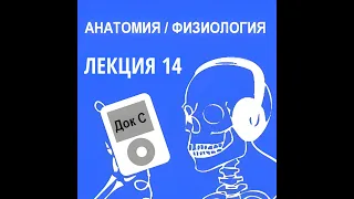 Анатомия и физиология - Лекция 14 - Плазма крови, красные кровяные клетки