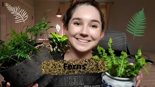 Fern Care 💚 - Stop Killing Your Ferns!